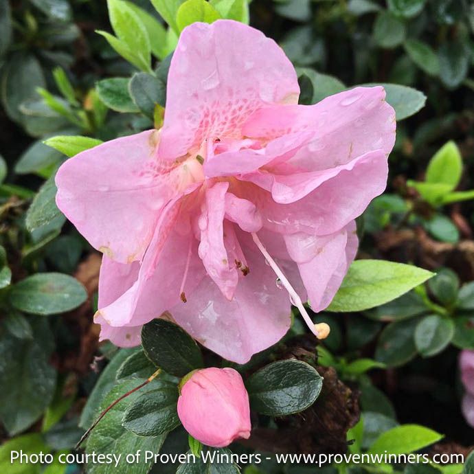 #3 Azalea x PW Perfecto Mundo &#39;Double Pink&#39;/ Repeat