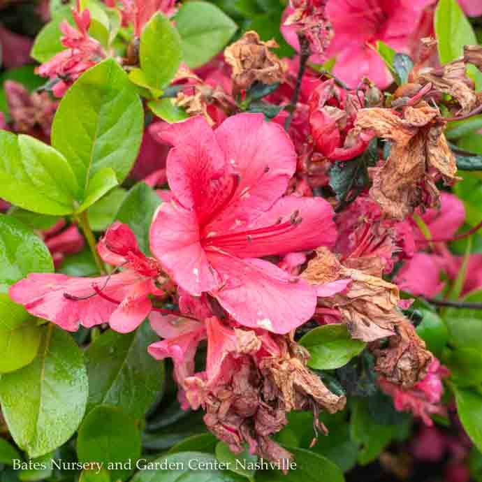 #7 Azalea x Girard&#39;s Crimson/ Red