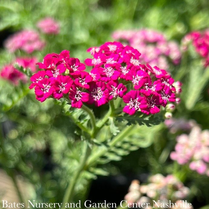 #1 Achillea mill PW New Vintage Violet/ Yarrow Native (TN)