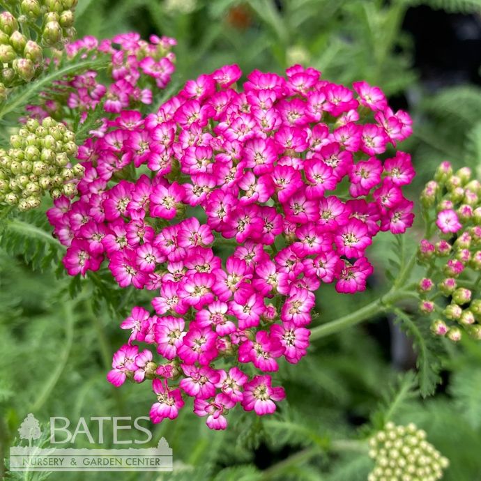 #1 Achillea mill PW New Vintage Violet/ Yarrow Native (TN)