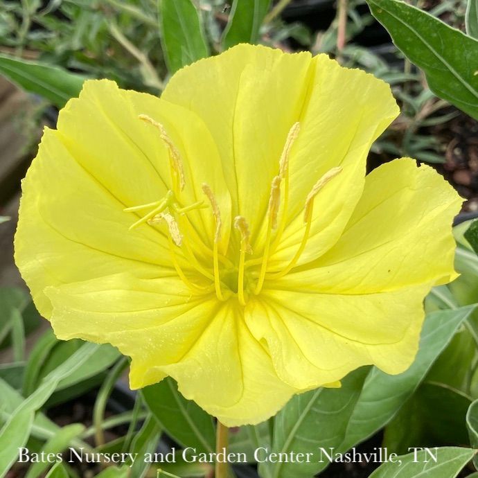 #1 Oenothera missouriensis/ Yellow Evening Sun Primrose Native (TN)