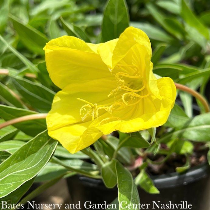 #1 Oenothera missouriensis/ Yellow Evening Sun Primrose Native (TN)