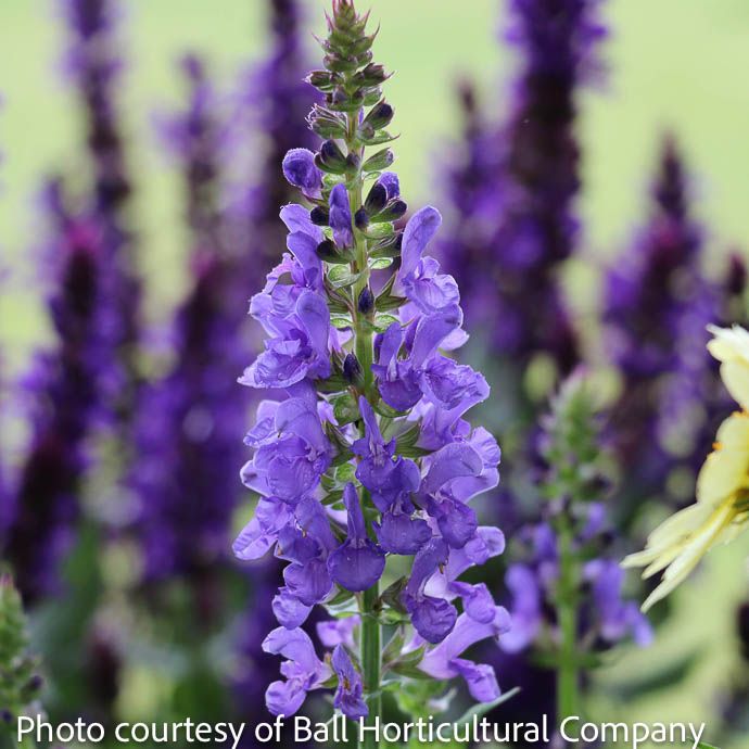 #1 Salvia nem Sky Blue Marvel/ Sage