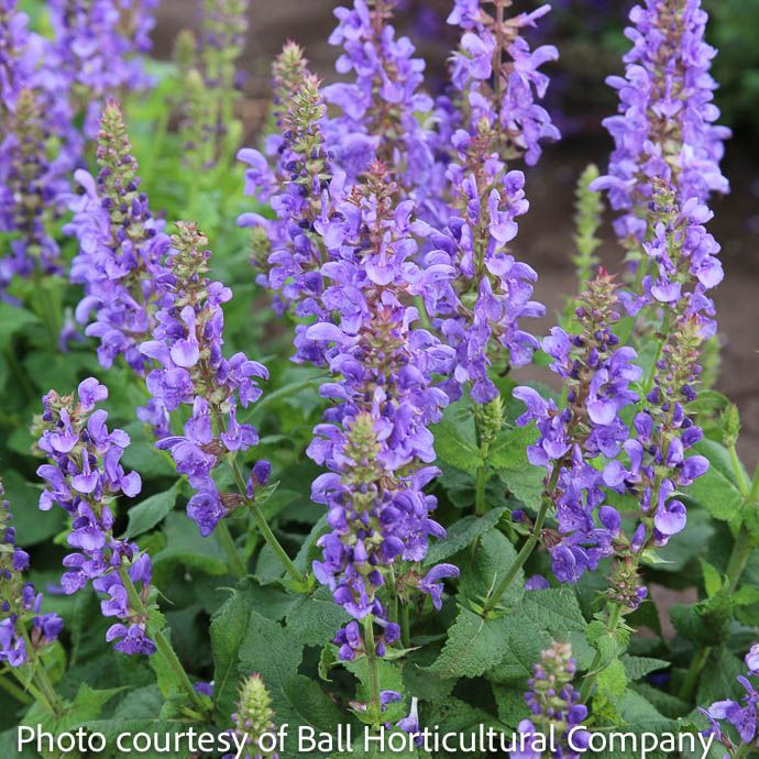 #1 Salvia nem Sky Blue Marvel/ Sage