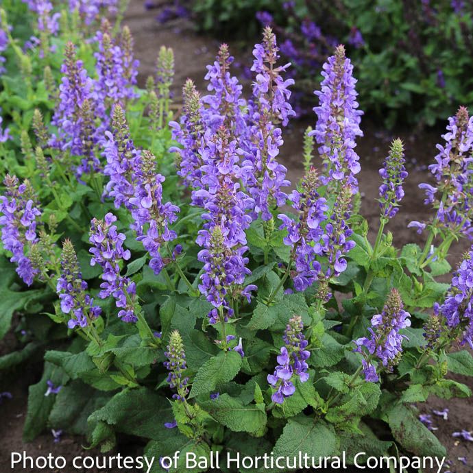 #1 Salvia nem Sky Blue Marvel/ Sage