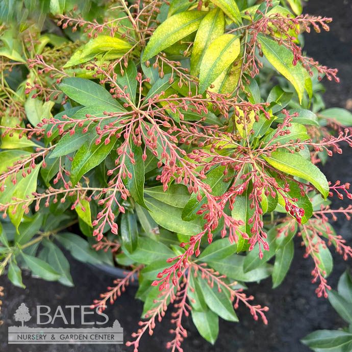 #3 Pieris japonica Glowing Hearts