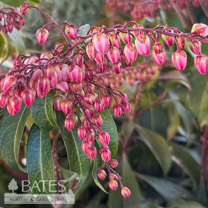 #3 Pieris japonica Glowing Hearts