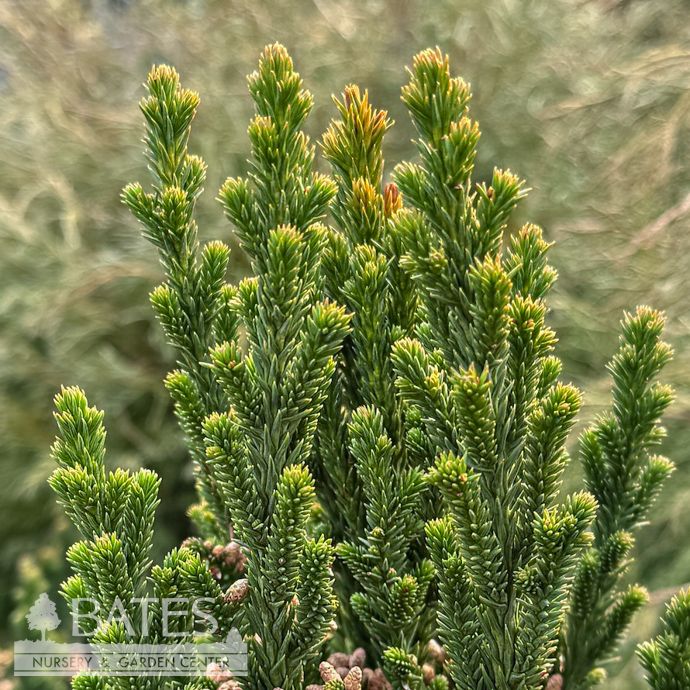 #2 Cryptomeria japonica Black Dragon/ Japanese False Cedar