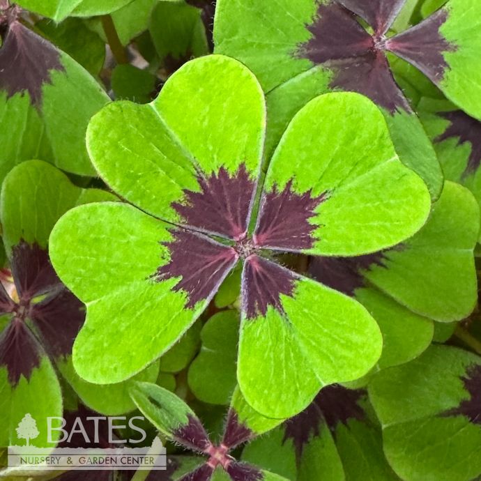 6p! Oxalis /Shamrock Iron Cross /Tropical