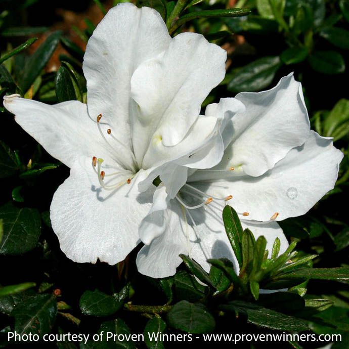 #3 Azalea x Bloom-A-Thon White/ Repeat