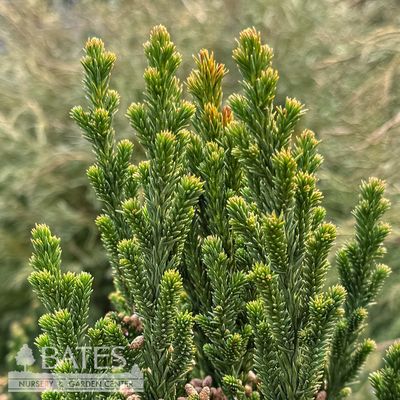 6 Cryptomeria j. Black Dragon/Japanese False Cedar