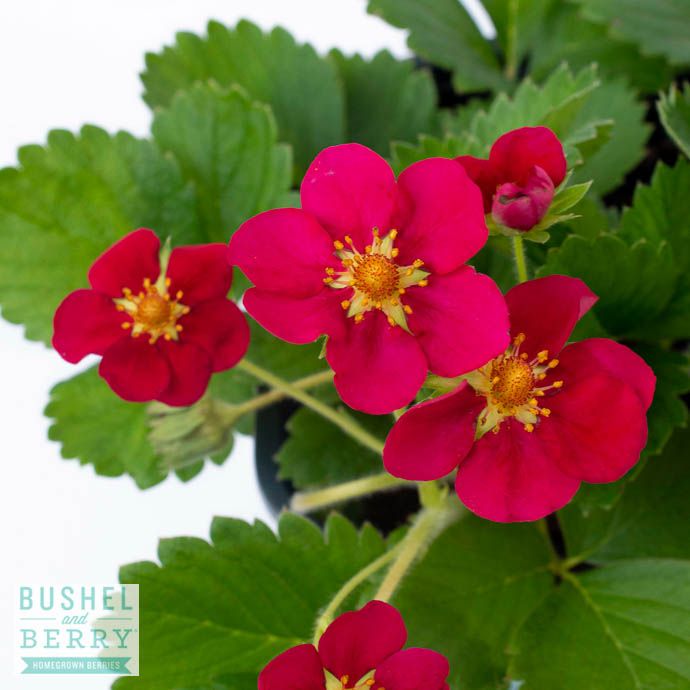 Edible QP Fragaria x ana Bushel and Berry Scarlett Belle/ Strawberry