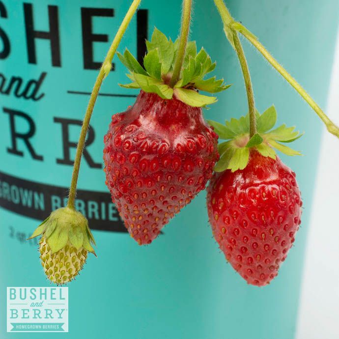 Edible QP Fragaria x ana Bushel and Berry Scarlett Belle/ Strawberry