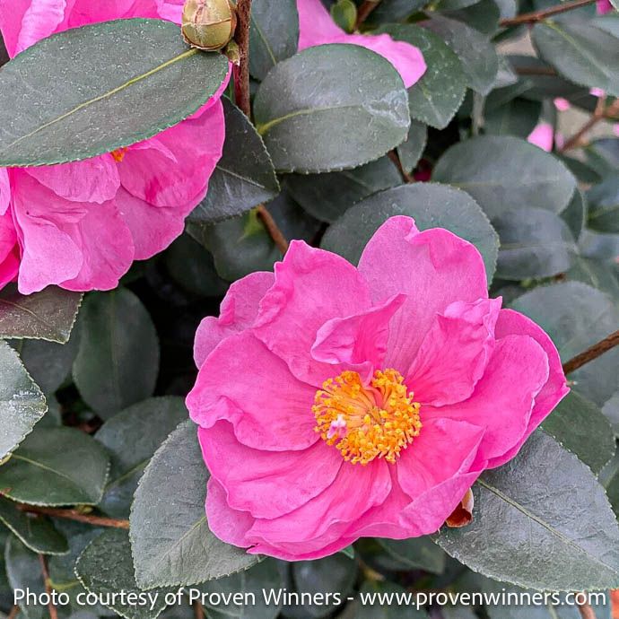 #3 Camellia x PW Just Chill &#39;Double Mauve&#39;/ Pink