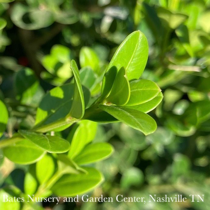 #5 Buxus micro Faulkner/ Boxwood