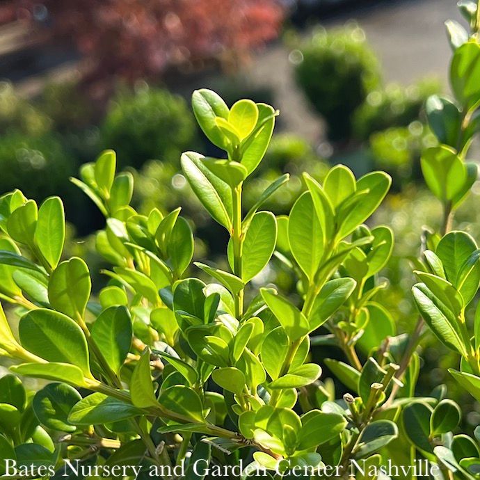 #5 Buxus micro Faulkner/ Boxwood