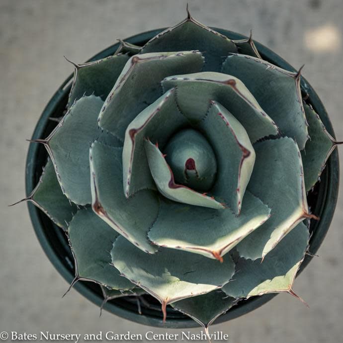 #1 Agave parryi var. truncata/ Hardy Artichoke