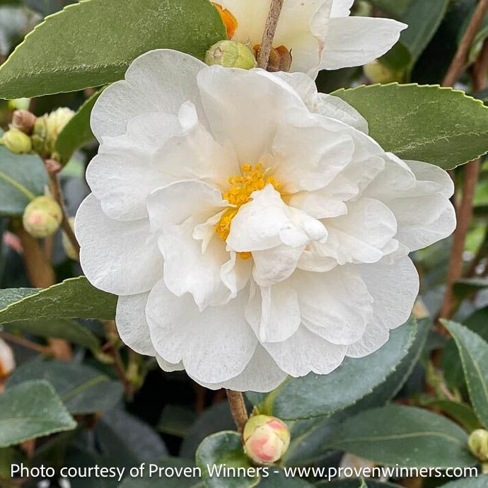 #3 Camellia x PW Just Chill &#39;Double White&#39;