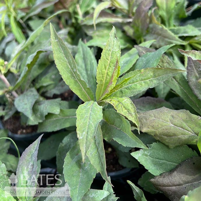 #1 Solidago caesia/ Blue-stemmed Goldenrod Native (TN)