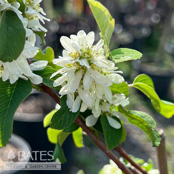 #3 Amelanchier aln Standing Ovation/ Saskatoon Serviceberry