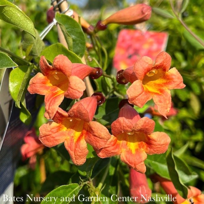 #5 Bignonia capreo Tangerine Beauty/ Crossvine Native (TN)