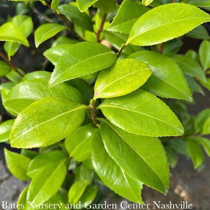 #3 Camellia japonica Sea Foam/ White - No Warranty