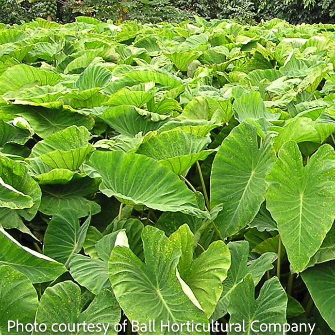 Bulb Elephant Ear/ Colocasia Esculenta Mammoth 1Ea