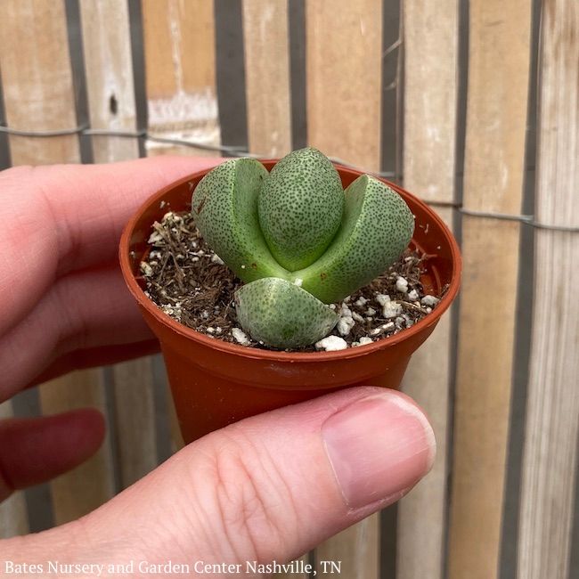 2p! Pleiospilos / Split Rocks Succulent /Tropical