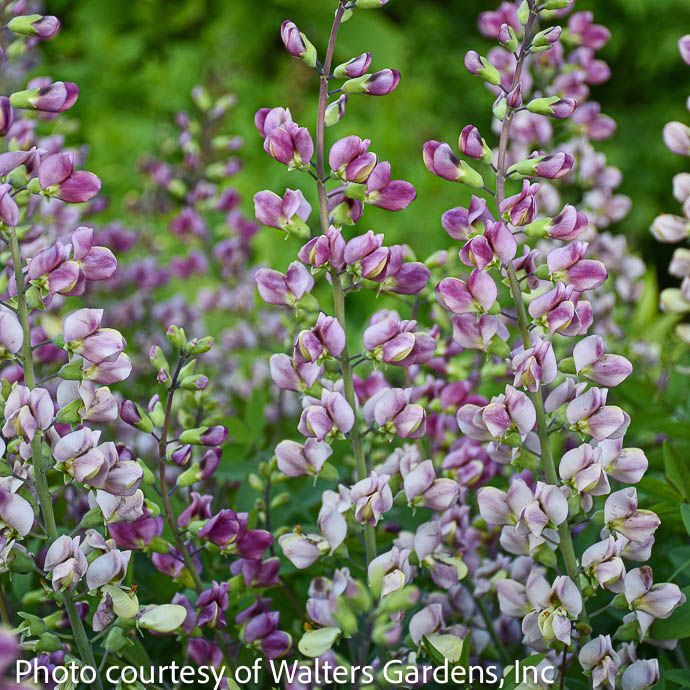 #2 Baptisia x Plum Rosy/ Pink False Indigo