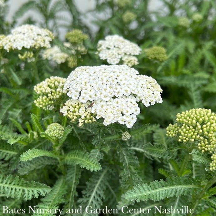 #1 Achillea x PW Firefly Diamond/ White Yarrow