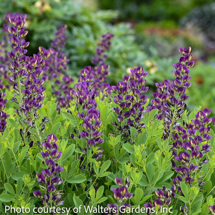 #2 Baptisia x Grape Taffy/ Purple Compact False Indigo