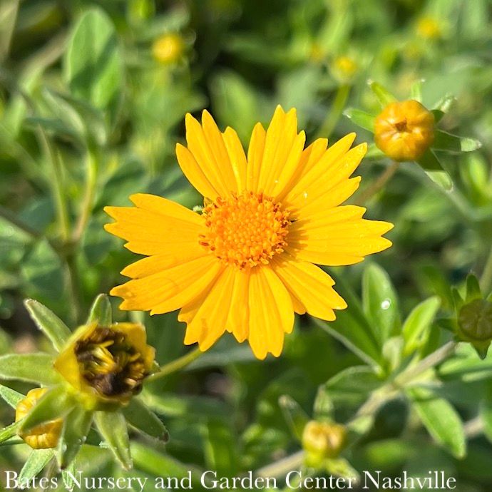 #1 Coreopsis pub Sunshine Superman/ Compact Yellow Tickseed Native (TN)