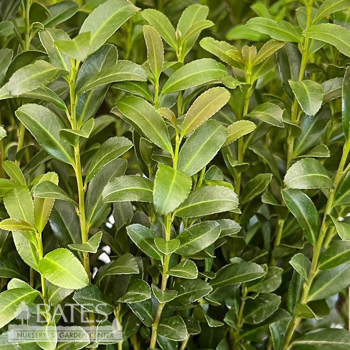 #7 Ilex cren SL Red Sky/ Columnar Japanese Holly (female)