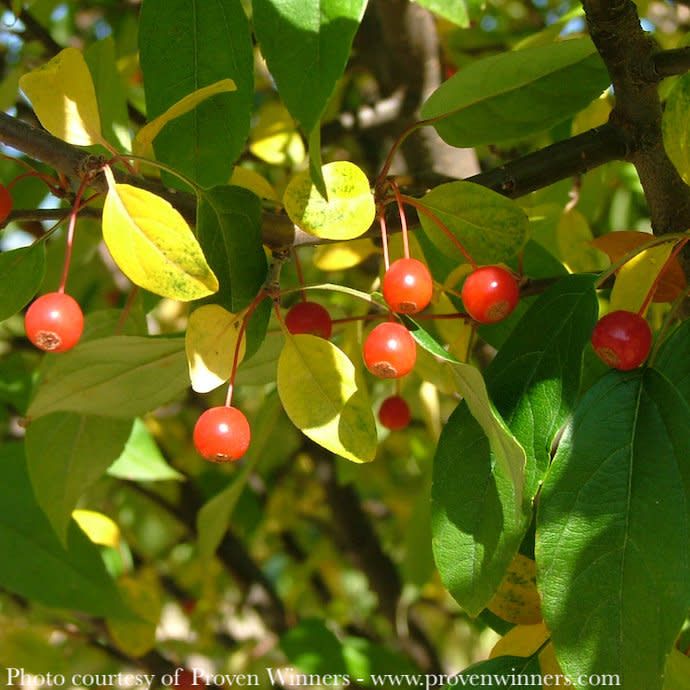 #15 Malus x 'Lollizam' PW Lollipop/ Dwarf White Crabapple High Graft