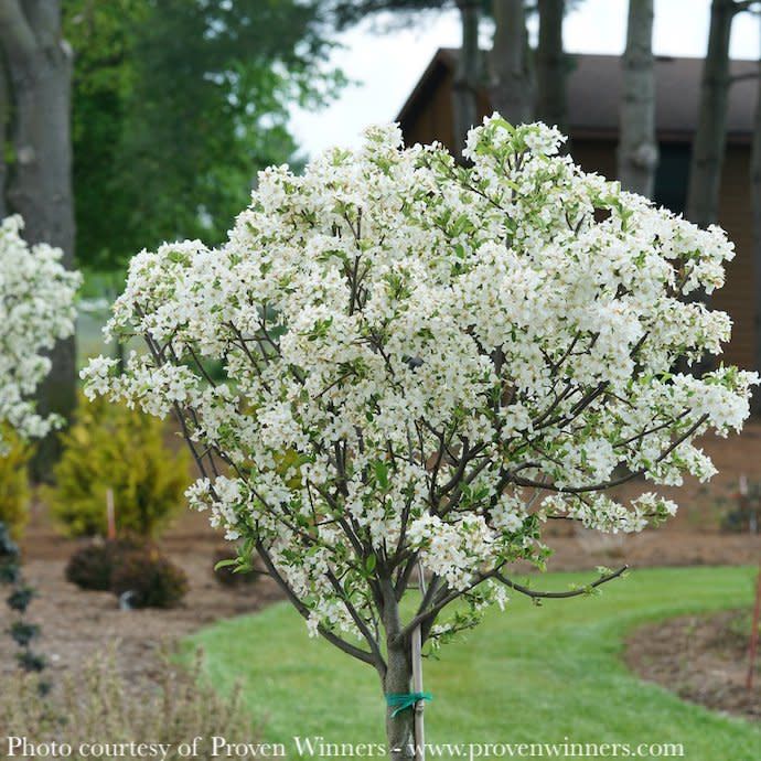 #15 Malus x 'Lollizam' PW Lollipop/ Dwarf White Crabapple High Graft