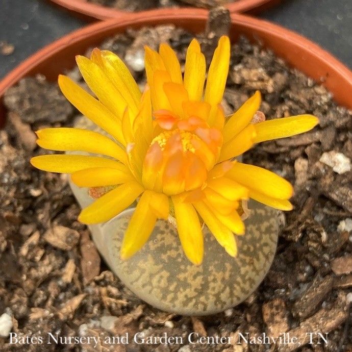 3.25 Lithops /Living Stone Succulent /Tropical