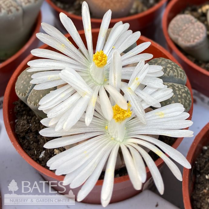 2p! Lithops /Living Stone Succulent /Tropical