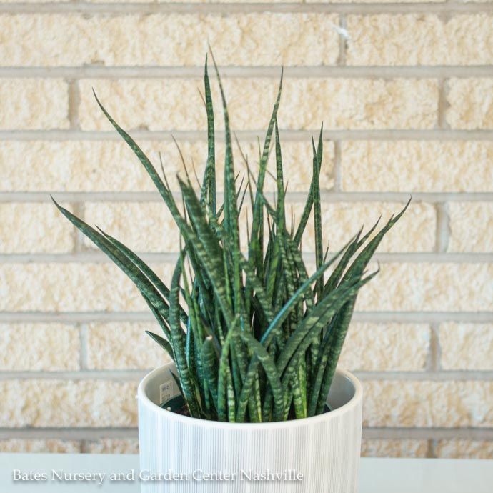 5p!/6p! Sansevieria Fernwood Mikado /Snake Plant /Mother-in-Law Tongue /Tropical