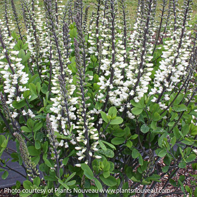 #1 Baptisia x Ivory Towers/ White False Indigo