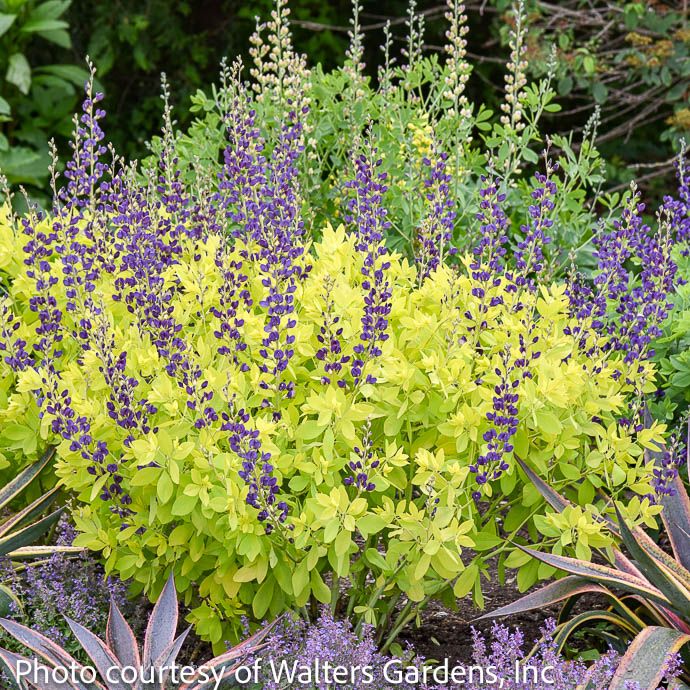 #2 Baptisia Golden Anniversary/ Purple, Gold Foliage False Indigo