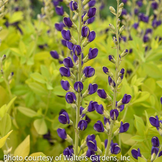 #2 Baptisia Golden Anniversary/ Purple, Gold Foliage False Indigo