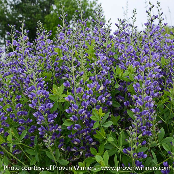 #2 Baptisia x PW Decadence &#39;Blueberry Sundae&#39;/ Purple False Indigo