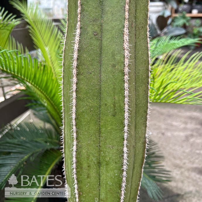 10p!/ 3G Cactus Mexican Fence Post /Tropical