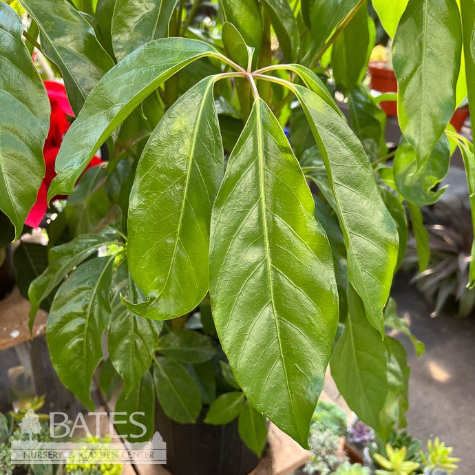 12p! Schefflera Amate / Umbrella Plant /Tropical