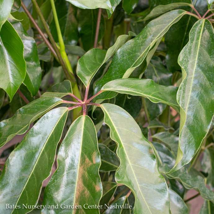 17p! Schefflera Amate / Umbrella Plant /Tropical