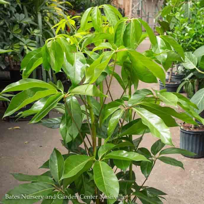 14p! Schefflera Amate / Umbrella Plant /Tropical