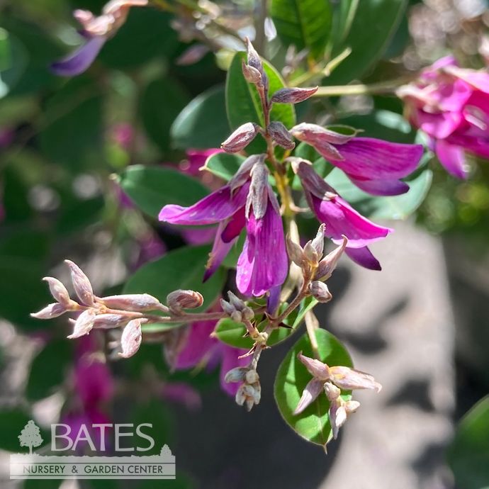 #3 Lespedeza thun var thun  Little Volcano/ Compact Bush Clover