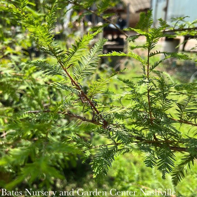 2&quot; caliper Taxodium distichum/ Bald Cypress