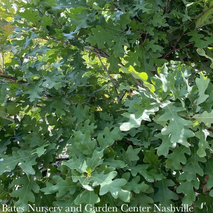 1.75&quot; caliper  Quercus alba/ White Oak Native (TN)