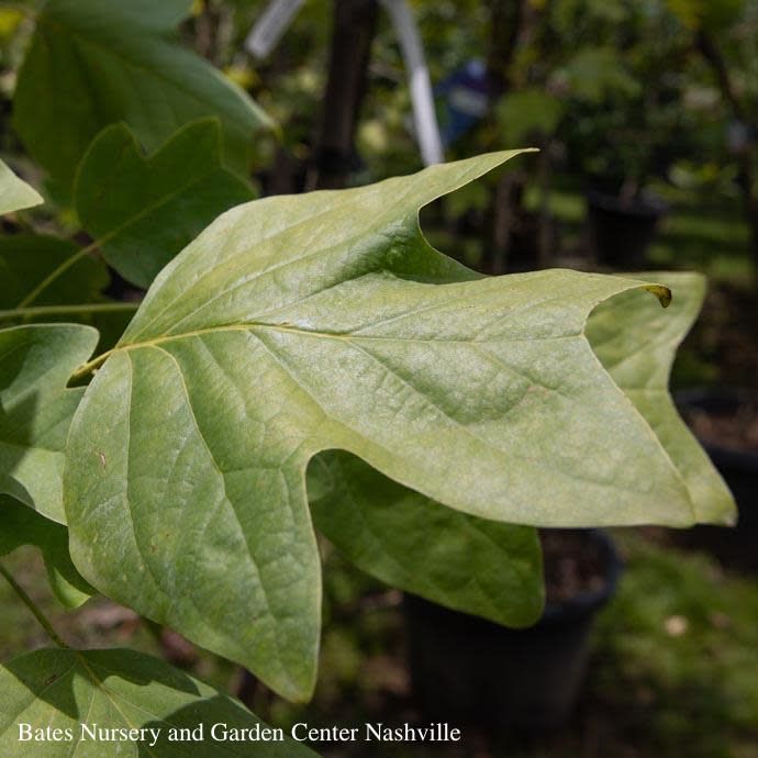 1.5&quot; caliper Liriodendron tulipifera/ Tulip Poplar Native (TN)